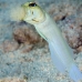 jawfish_yellowhead_bw_wc_v_0259_tci0807.jpg